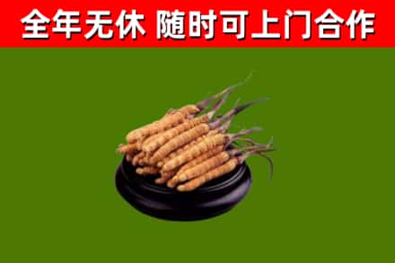 岱山县回收冬虫夏草