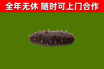 岱山县回收海参干